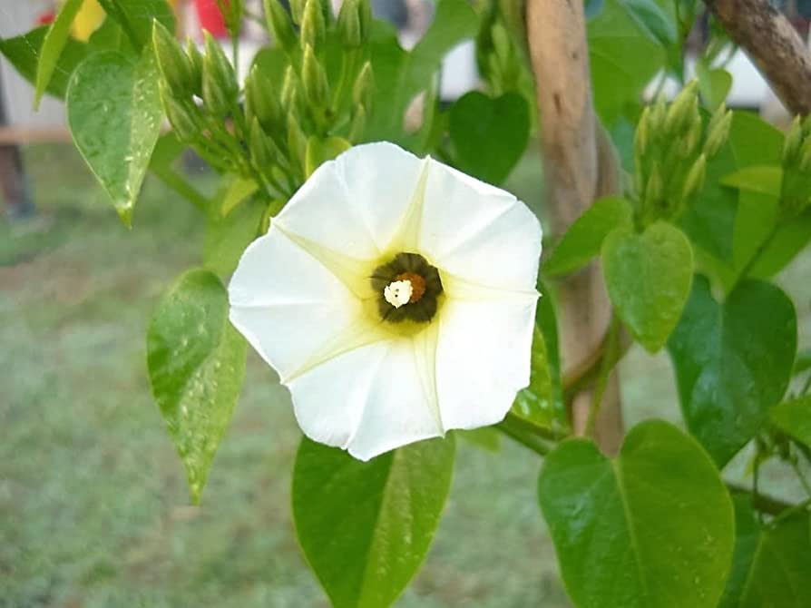 Turbina, Christmas Vine