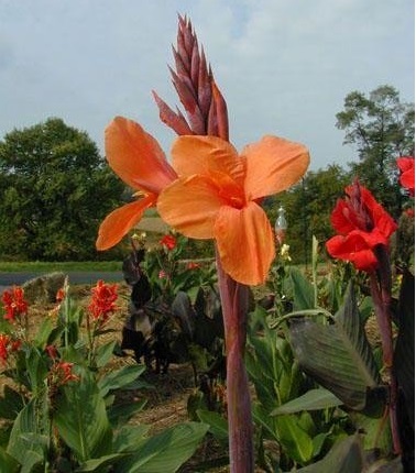 Canna, Canna Lily G.V. King