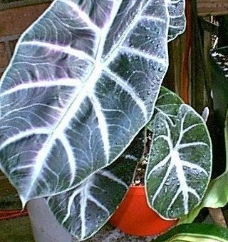 Alocasia, Upright Elephant Ear Purple Prince