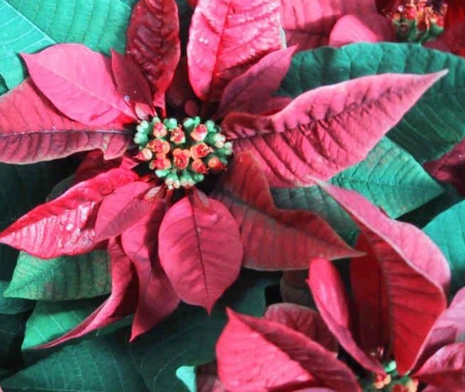 Euphorbia, Poinsettia Plum Pudding