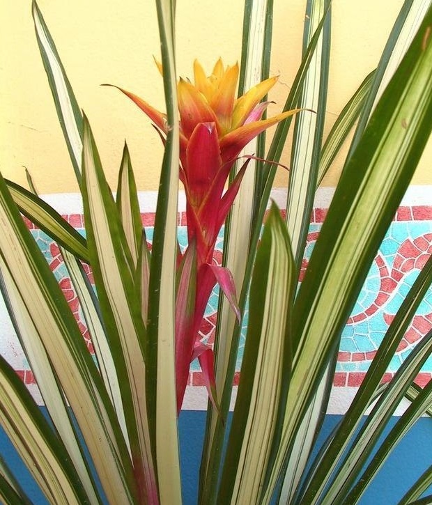 Guzmania Bromeliad, Variegated Guzmania Kapoho Fire