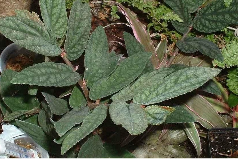 Pellionia Species, Satin Pellionia
