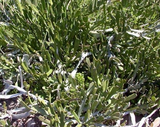 Euphorbia Species