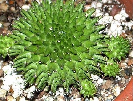 Euphorbia Species, Suzannes Spurge