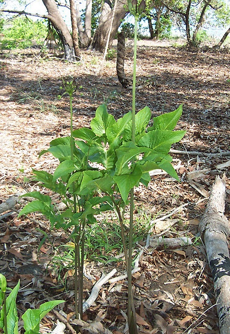 Polynesian Arrowroot, Pia