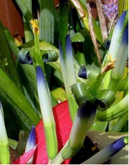 Billbergia Bromeliad