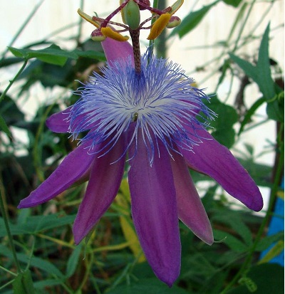 Passiflora Species, Passion Flower, Passion Vine