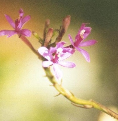 Species Orchid, Epidendrum, Toothed Epidendrum