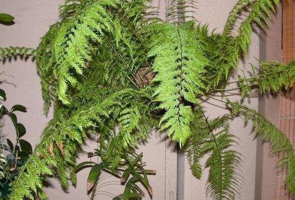 Goniophlebium, Lacy Pine Fern, Polypodium Knightii