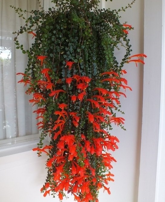 Columnea, Goldfish Plant, Goldfish Vine