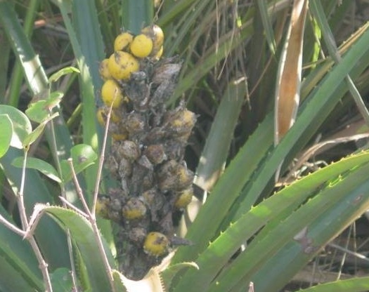 Beach Bromelia