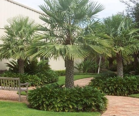 Copernicia Species, Caranday Palm, Wax Palm