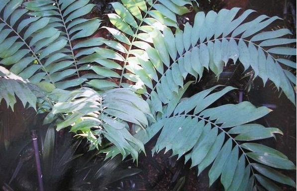 Ceratozamia Species, Cycad, Palmita