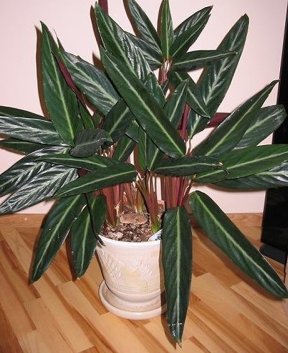 Stromanthe Species