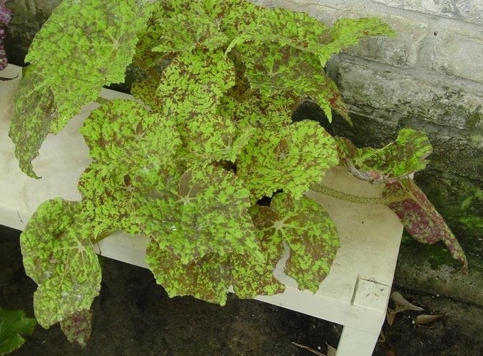 Begonia, Rhizomatous Begonia Marmaduke