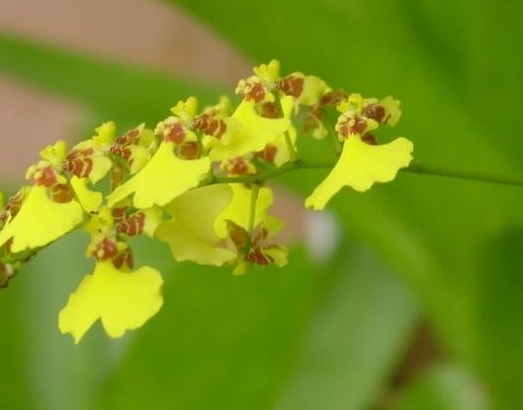 Orchid, Oncidium Golden Shower