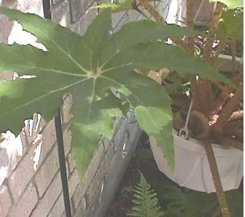 Begonia Species, Star Begonia