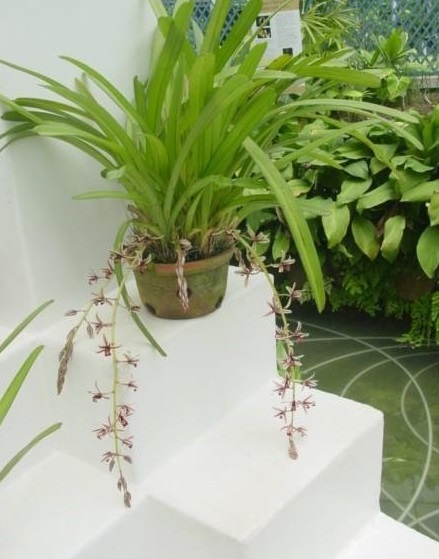 Species Orchid, Aloe-Leafed Cymbidium