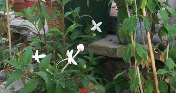 Sweet Bouvardia