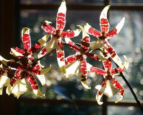 Orchid, Brassidium Wild Warrior Chieftan