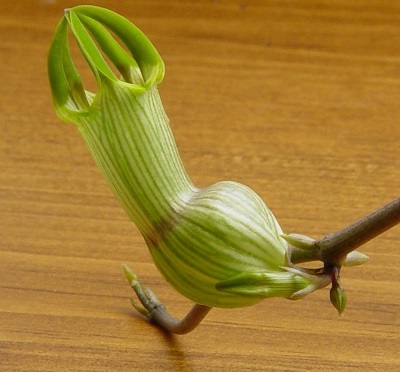 Ceropegia Species, Taper Vine, Bushmans Pipe