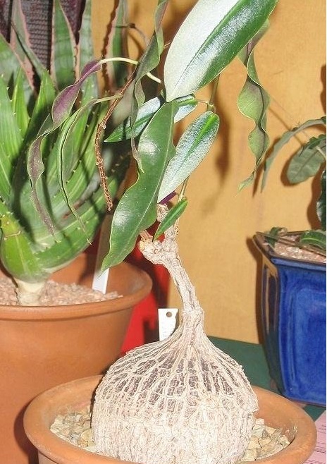 Petopentia Species