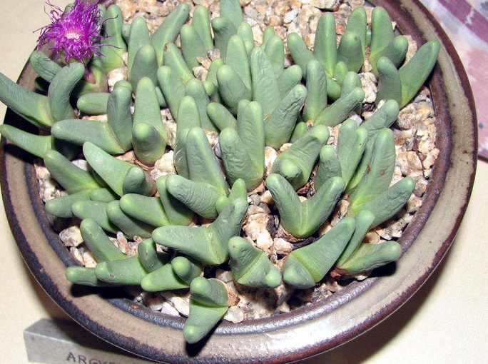 Argyroderma