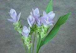 Curcuma, Siam Tulip Blue Moon
