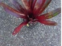Neoregelia Bromeliad Royal Burgundy