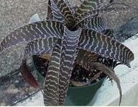 Orthophytum Bromeliad
