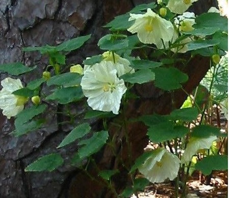 Abutilon, Flowering Maple Bella Select Mix