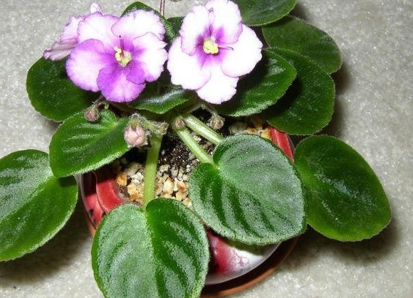 African Violet Robs Whodunit