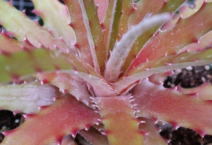 Hechtia Bromeliad, False Agave