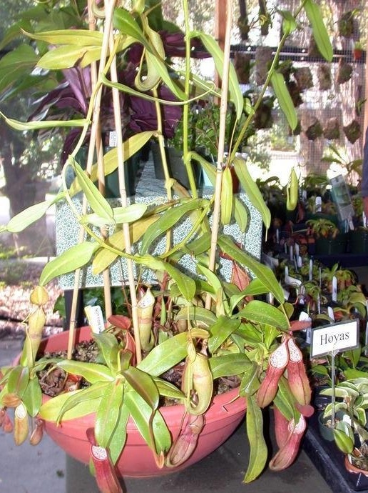 Nepenthes Species, Pitcher Plant, Asian Pitcher Plant