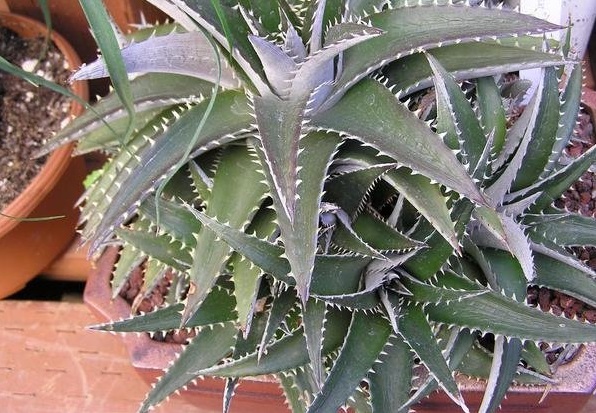 Dyckia Bromeliad Silver Star