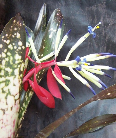 Billbergia Bromeliad Domingos Martins