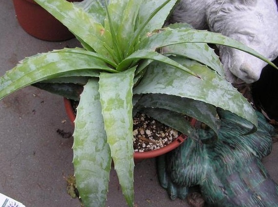 Hechtia Bromeliad Species, False Agave