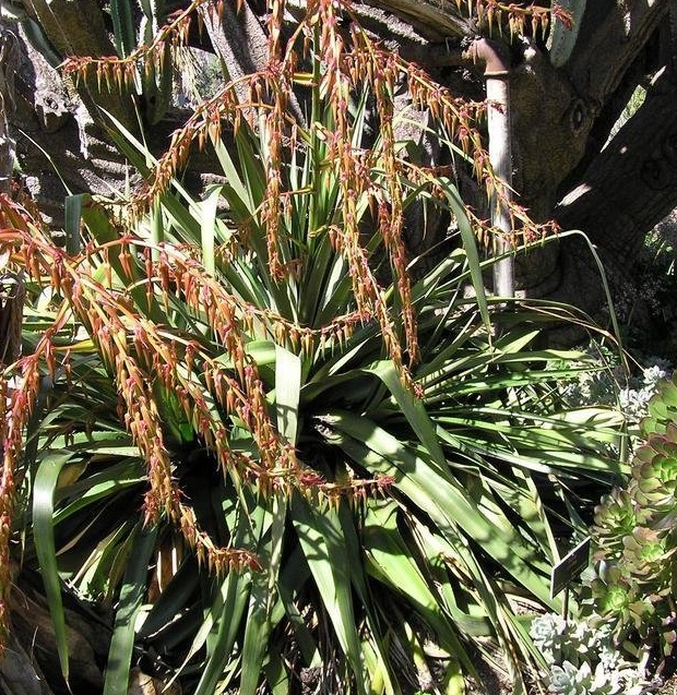 Puya Bromeliad