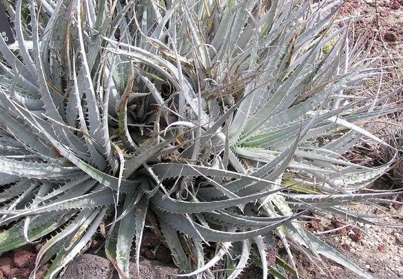 Dyckia Bromeliad