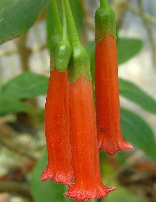 Iochroma Species, Red Iochroma