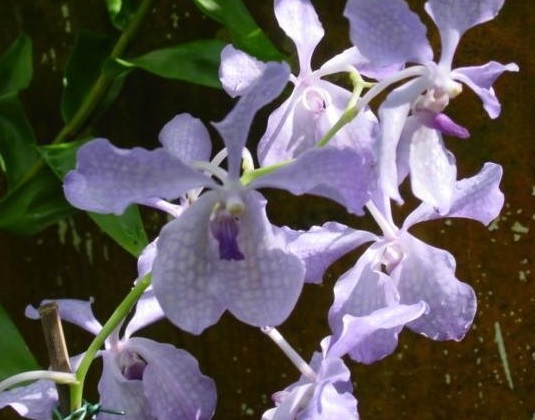 Species Orchid, Vanda, Blue Vanda