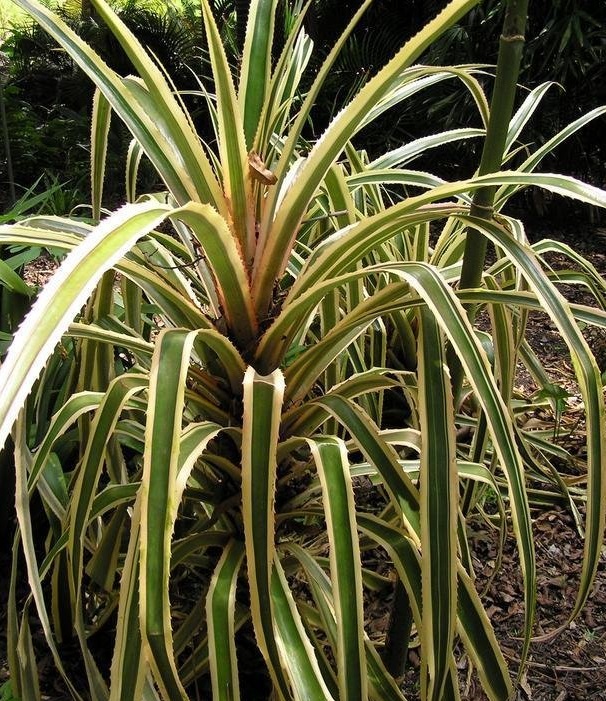 Ananas Bromeliad, Variegated Red Pineapple Striatus