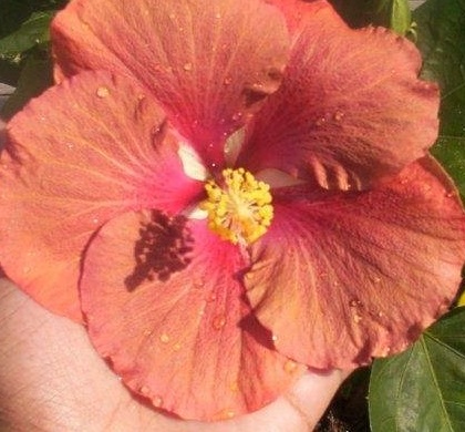 Tropical Hibiscus Chocolate High