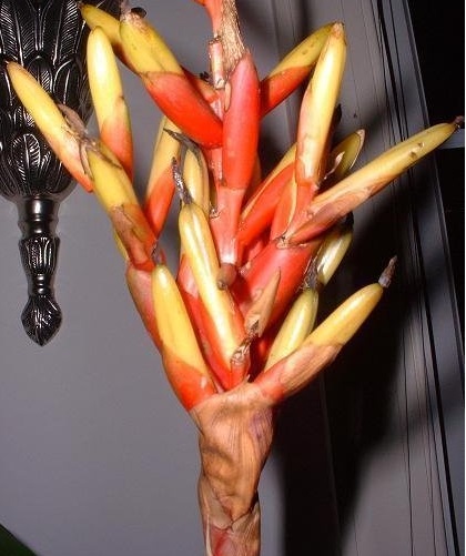 Guzmania Bromeliad