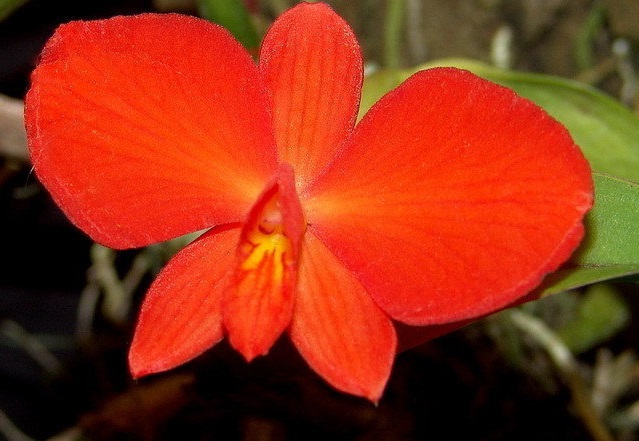 Species Orchid, Cattleya, Scarlet Cattleya