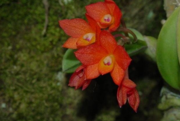 Species Orchid, Cattleya