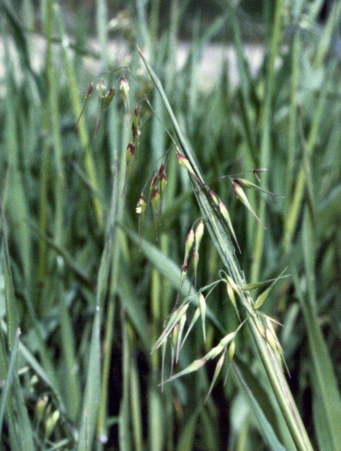 Annual Veldt Grass