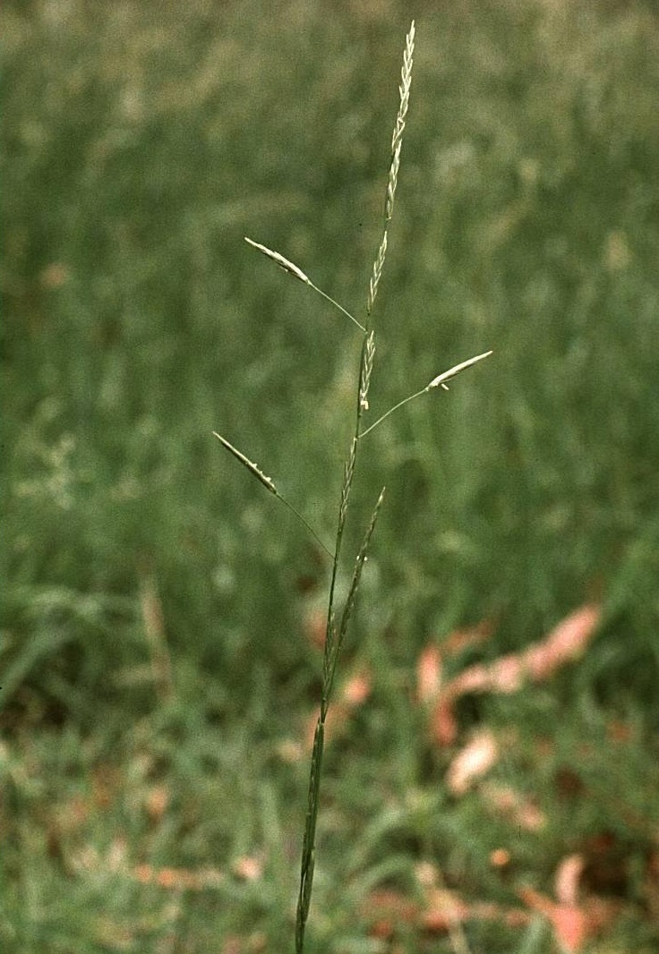 Austral Sweet-grass