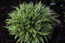 Creeping Broad-leafed Sedge Surfs Up
