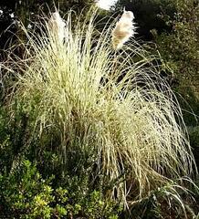 Pampas Grass 'Silver Comet'